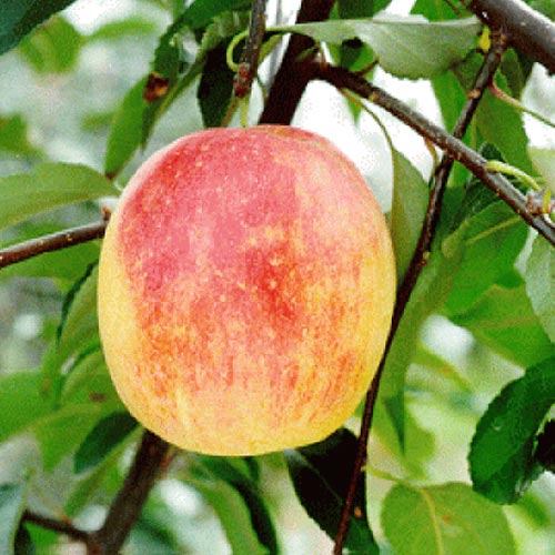 [사과나무] 미얀마