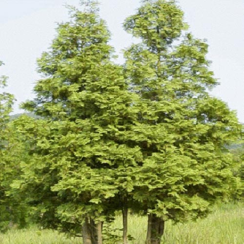 측백나무